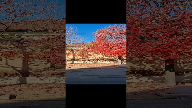 1000023229.mp4