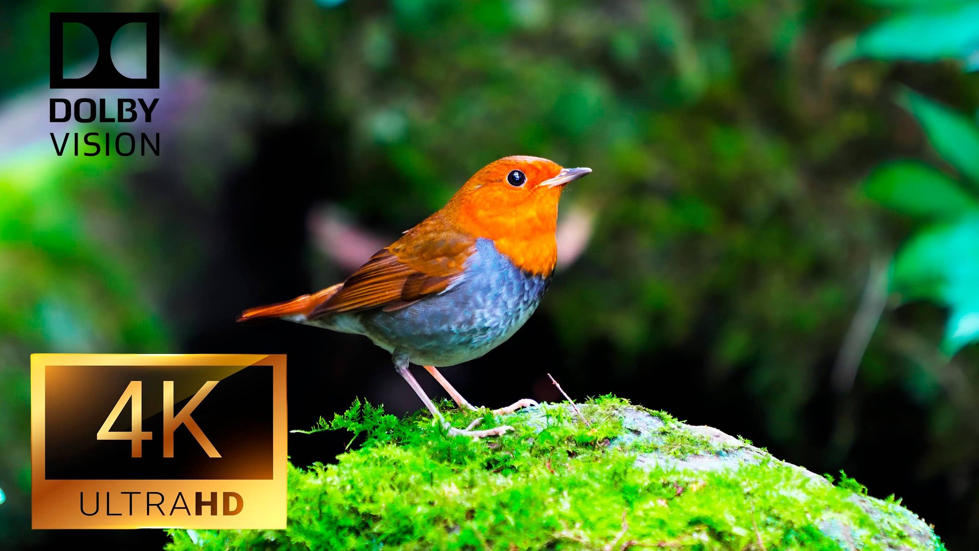 Красивая природа 4K Video ULTRA HD 60 FPS - Best Of 4K HDR