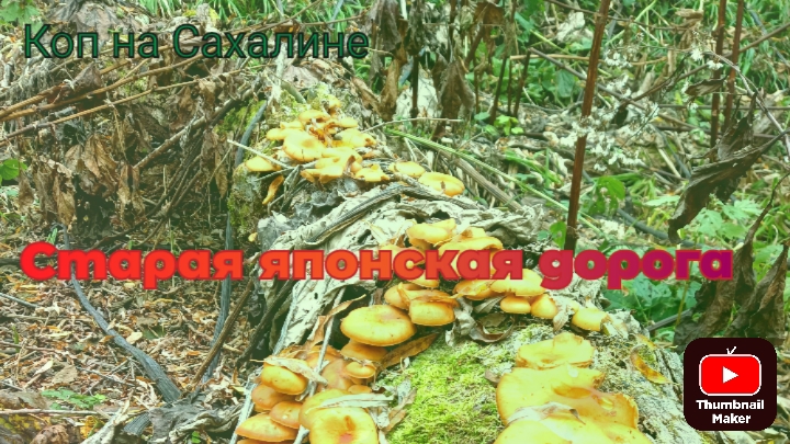 Коп на Сахалине. Старая японская дорога.