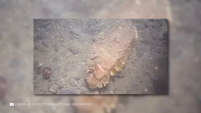 Эти Существа Настоящие! Животные с Человеческим Лицом