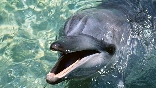 ИСЦЕЛЕНИЕ ПРИРОДНЫМ УЛЬТРОЗВУКОМ ДЕЛЬФИНОВ NATURAL ULTRA SOUND DOLPHIN HEALING