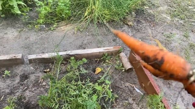 Утро в деревне - вместе собираем урожай, муж починил калитку, я установила парник и собрала горох