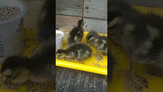 Вывод под уткой индийский бегунок.