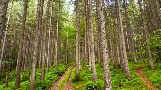 успокоительный музыка🌿 Музыка лечит все раны #relaxing