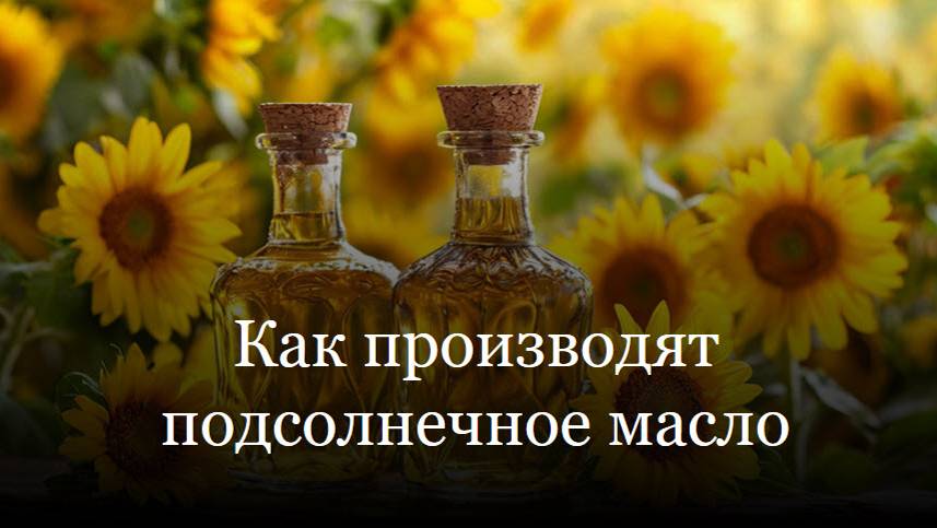 Как производят подсолнечное масло