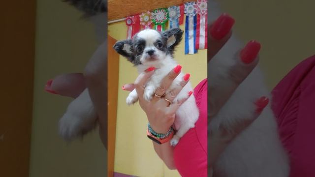 ШИКАРНАЯ Авунда Купидоновна ПРОДАЖА чихуахуа питомник Кастропуло Крым +79787458062 доставка есть