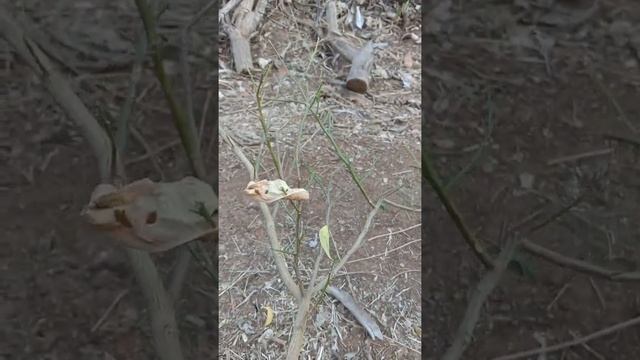 Air Layering Of Lemon, લીંબુ ની ગુટીકલમ #Vegetative Reproduction#Citrus Sp#વાનસ્પતિક પ્રજનન#