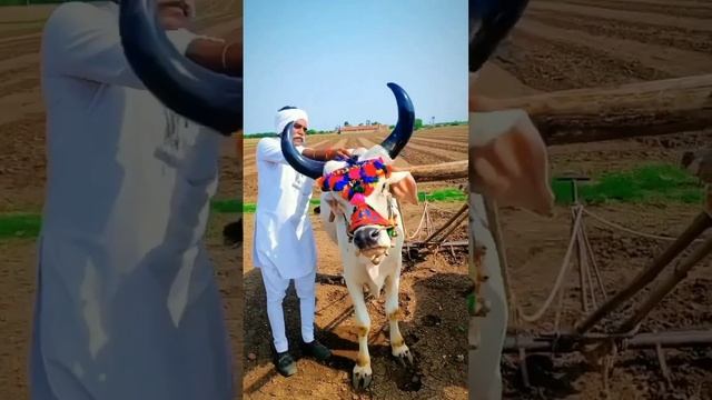 હા મોરલા હા🤍