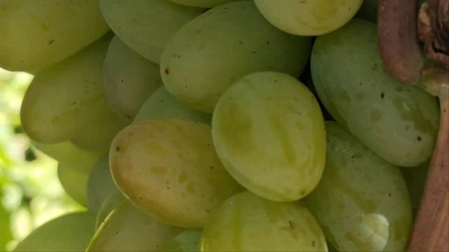 Органічний захист винограду у Вінницький області