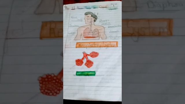 human respiratory system and Aleli  diagram  class 8  11.1