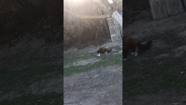 коты трахаються