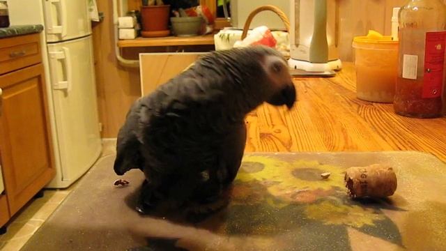 Попугай жако развлекается / African Grey Parrot Having Fun