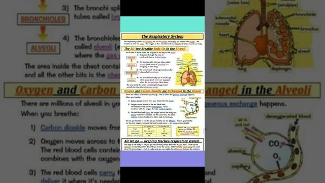 Human Respiration System ✍️⚕️🏥🧍💊