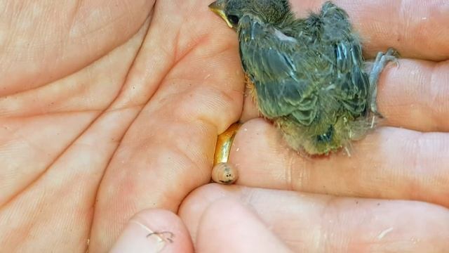 Filhotes De Coleiro Parasitados Por Larva De Philornis Na Natureza