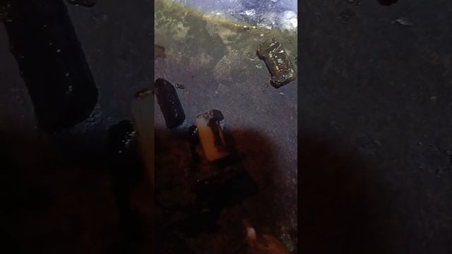 Шмель Лохматый