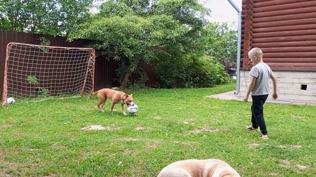 нападающий и супер вратарь 😂