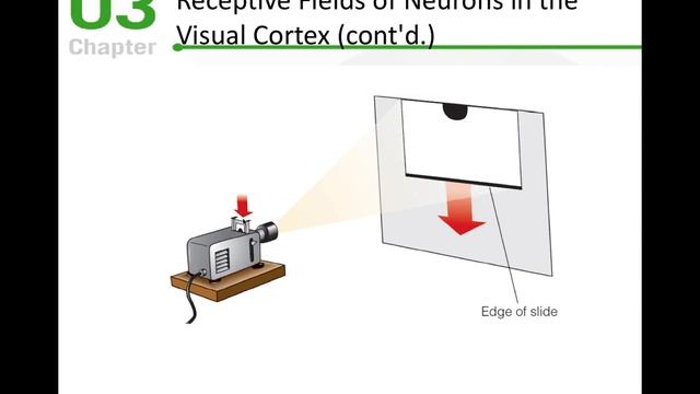 Sensation And Perception Module 2 Presentation
