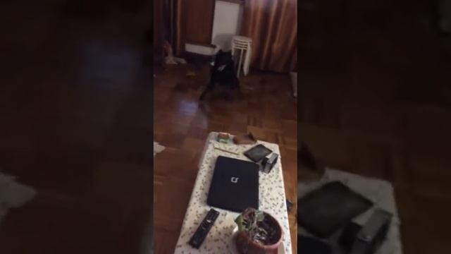 Моска.Тыгыдык по квартире.