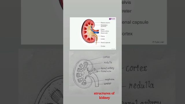 Structures Of Kidney
