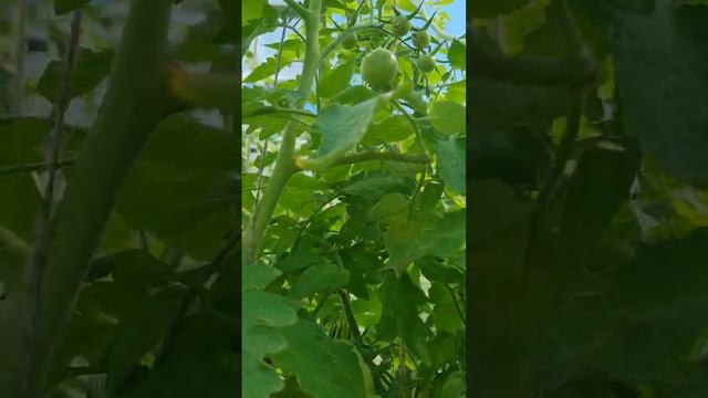 Томат Кохава от Семко