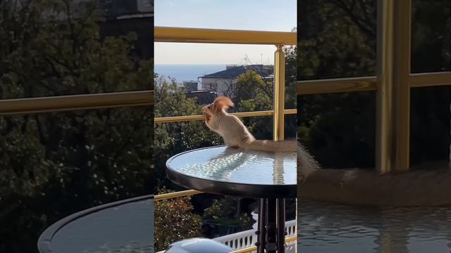 Чип сидит на балконе😂 #animals #funny