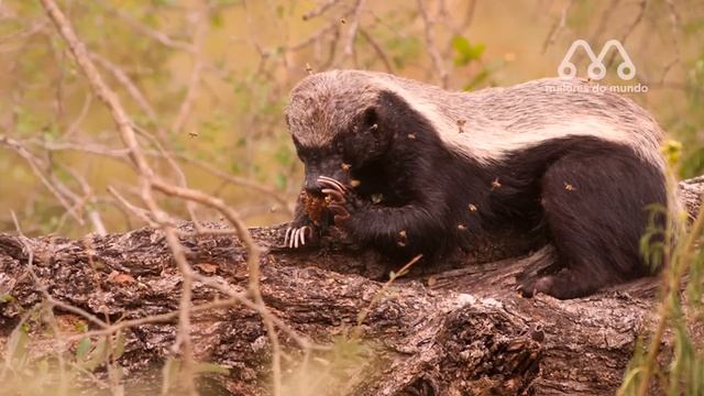 O DEVORADOR DE COBRAS VENENOSAS
