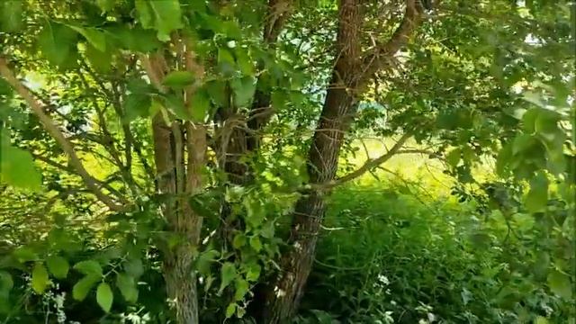 Вредители 2023 года, на деревьях