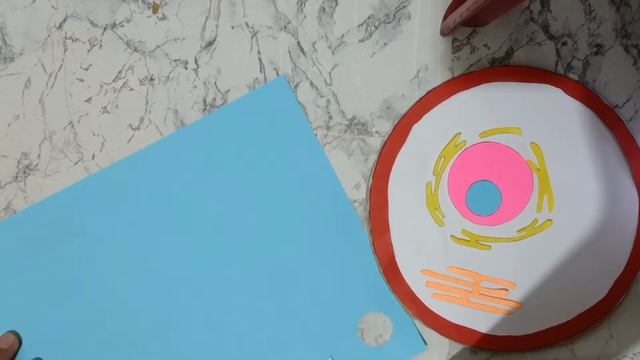 How To Make An Animal Cell Model Project For Science Exhibition (ZOOLOGY)