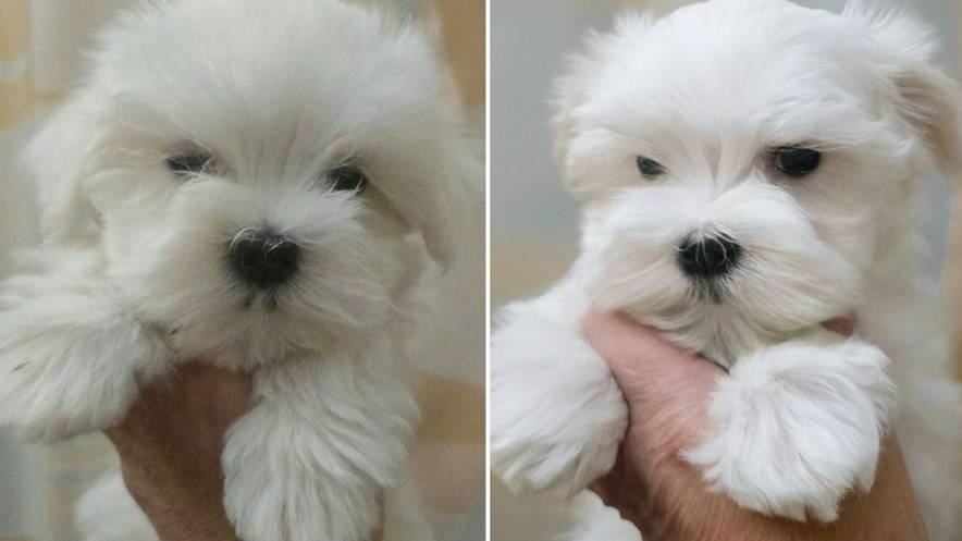 Щенки Мальтезе Мальтийская Болонка: мальчик кабель, девочка сучка. Отличная родословная