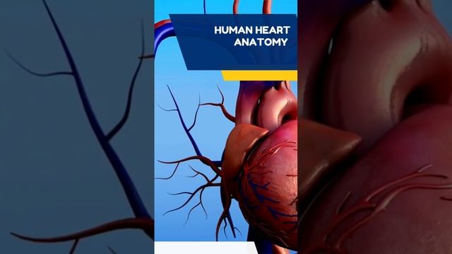 Human Anatomy Of Heart Animation #neet2023 #suscribe #futuredoctors