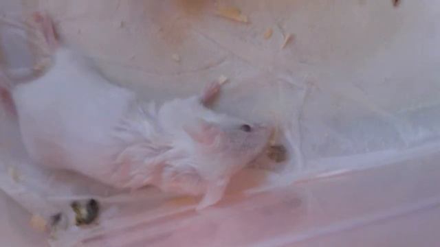 пищевая цепь.