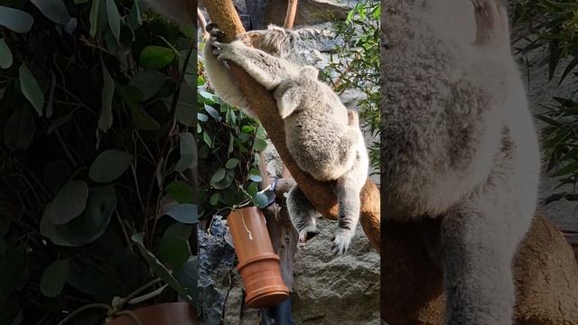 Koala Baby Edinburgh Zoo(2)