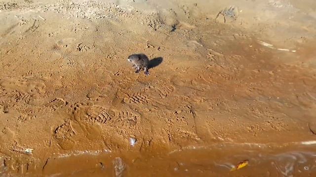 Ондатра.Часть 4.Всё ещё не в курсе(бегаем по берегу).