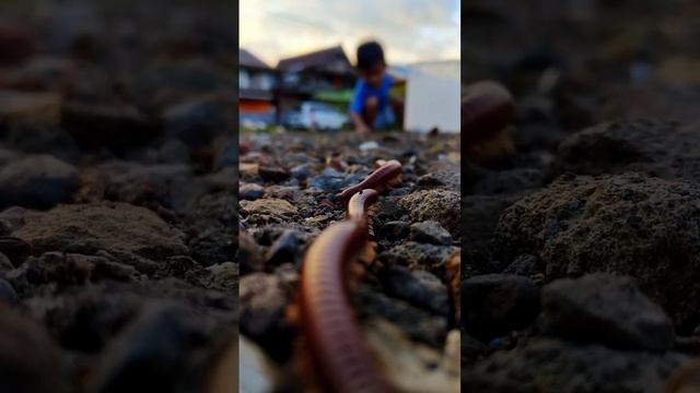 CUTE ANIMAL! Red Millipedes #shortsvideo #snailhunter