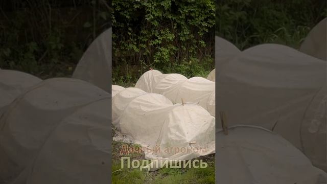 Дачный агроном