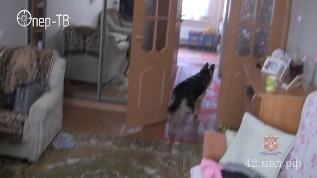 Возвращение собаки