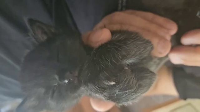 😸полкило ярости 😼 шёл 27й день.