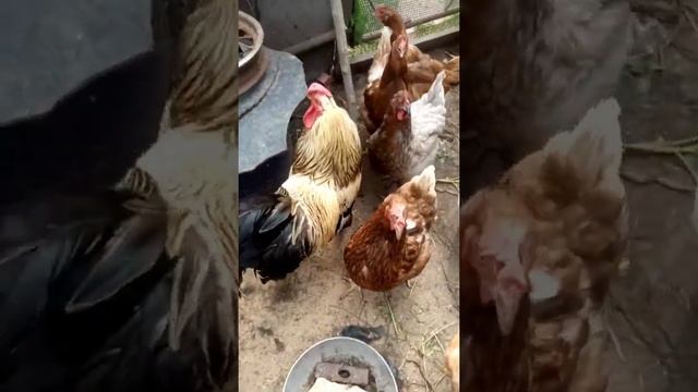 Петух номер 2🐓#куры#деревня#село#курятник#петух#Селиваново