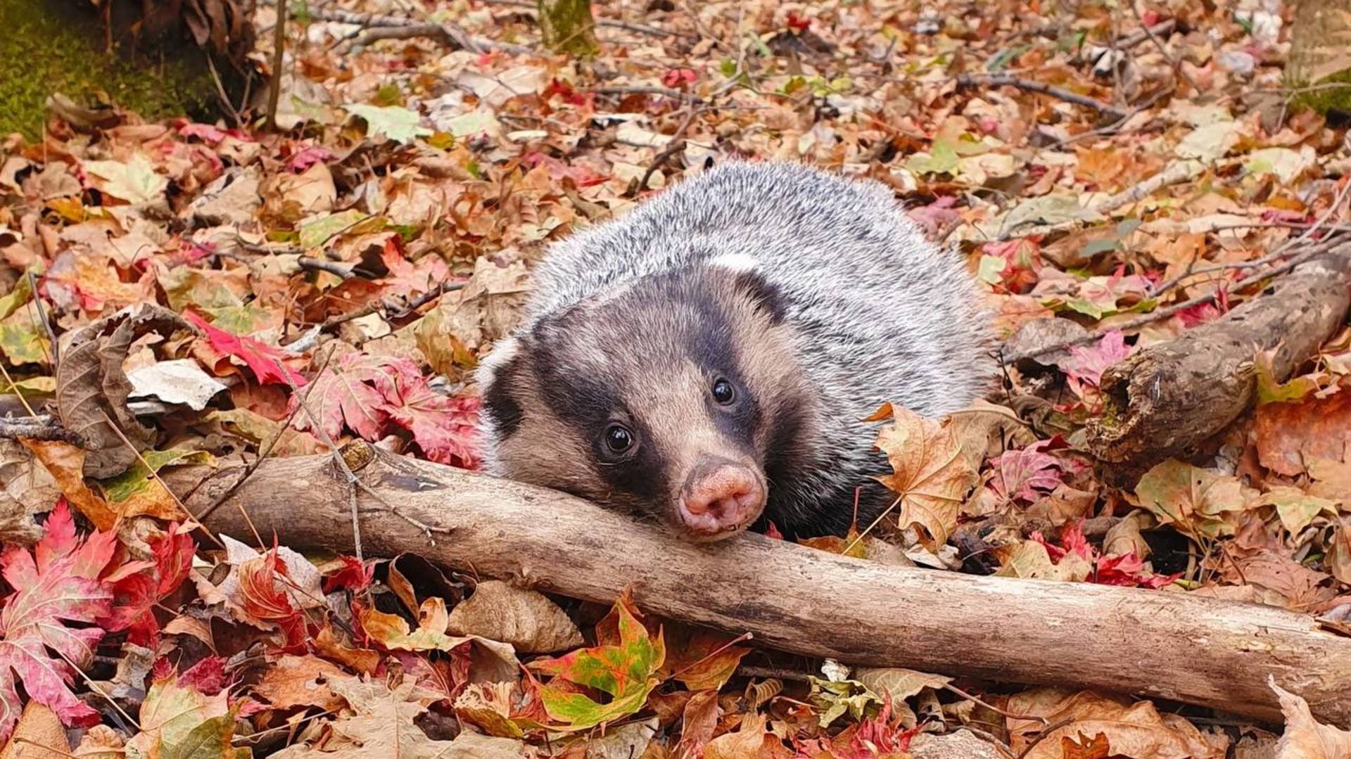 0c27308302c2dc3ddfaff34adffd02b7