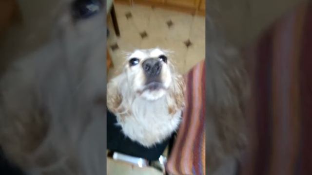Собака поет песню 