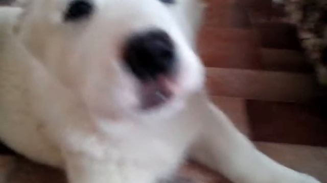 Оп Эроина!