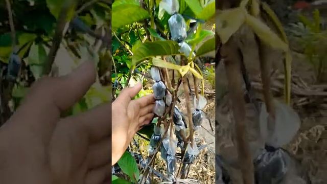 Penampakan Cangkokan Sate.