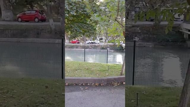 Ташкент. Улицы детства. 2019г. #ташкентулицыдетства#природа