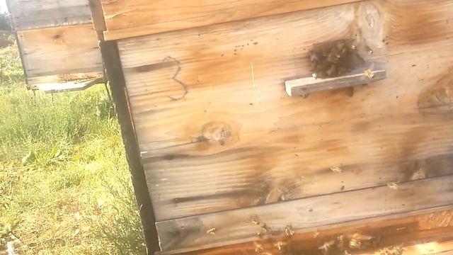 Внезапный напад пчёл на одну семью.