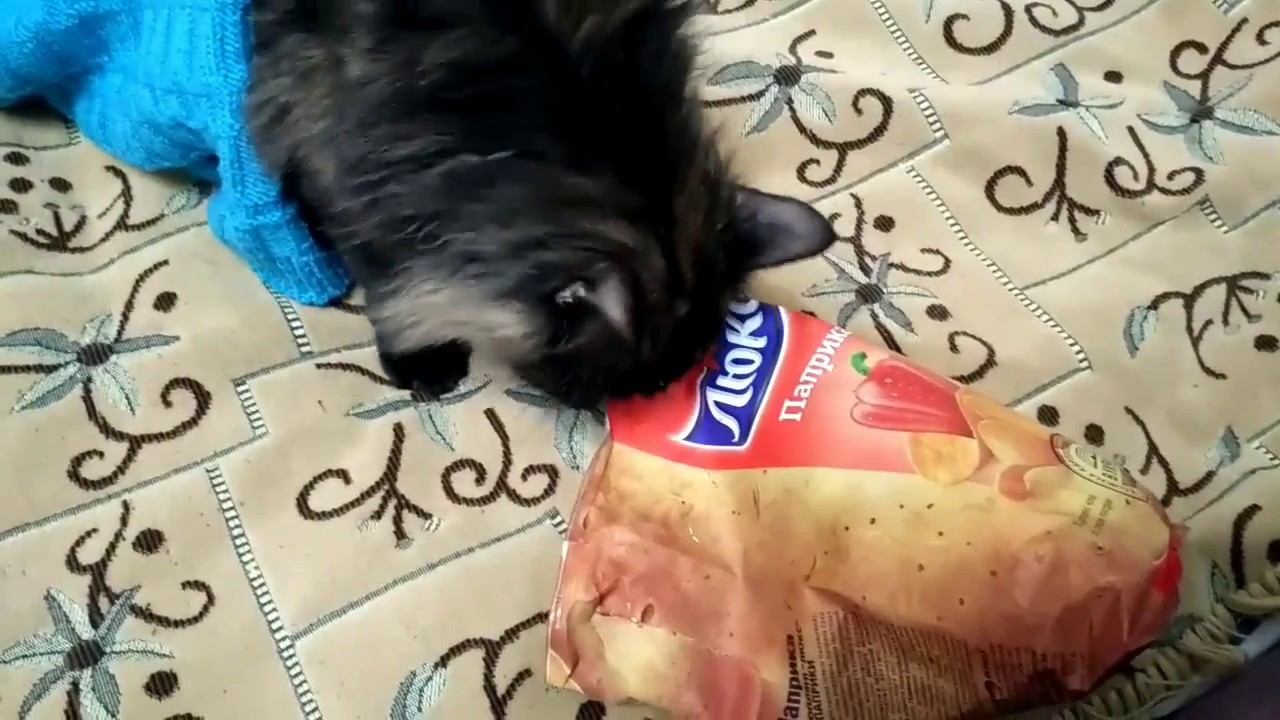 Кошка и пакетик