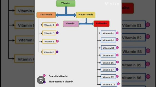 Total No. Of Vitamins..in Our Body #vitamin #generalsciencebits #sciencefacts