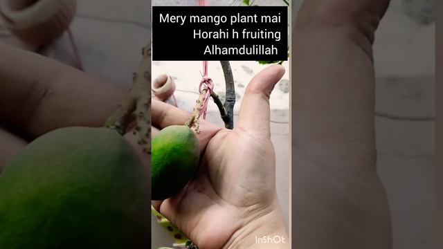 Fruiting On Mango Plants #mangoplant