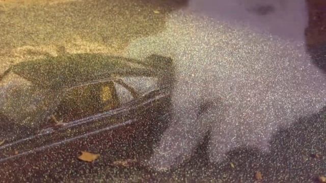 ✨69 Shelby GT500 Mustang 🐍 Impressing The Boyz ✨