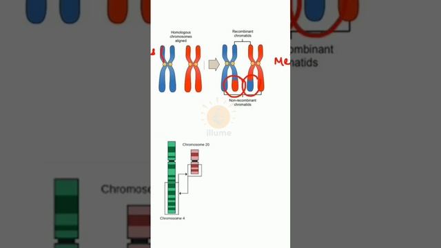 Difference Between Crossing Over And Reciprocal Translocation#Study Bio $#Bio Lovers