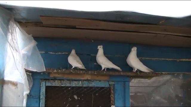 бакинские и почтовые голуби